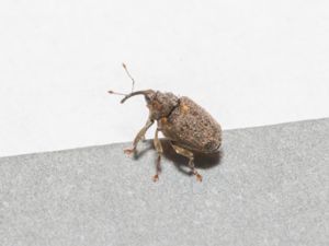 Ceutorhynchus pallidactylus - Cabbage Stem Weevil - Rapsstjälksvivel