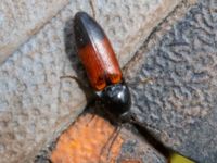 Ampedus balteatus Södra Vombvägen, Lund, Skåne, Sweden 20230416_0025