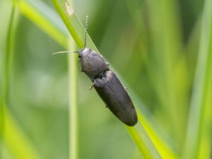 Athous haemorrhoidalis - Hasselknäppare