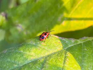 Endomychus coccineus - Scarlet Endomychus - Fyrfläckig svampbagge