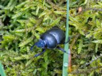 Geotrupes stercorosus Slättåkra, Söderåsen, Klippan, Skåne, Sweden 20150514B_0049