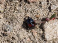 Margarinotus purpurascens Dämmekull, Södra Mellby, Simrishamn, Skåne, Sweden 20170506_0126