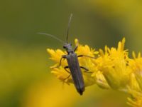 Oedemera virescens Ulricedal, Malmö, Skåne, Sweden 20210727_0072