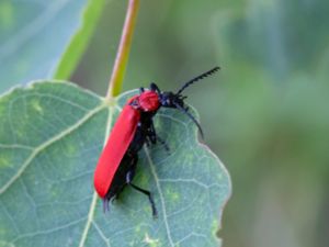 Pyrochroa coccinea - Stor kardinalbagge