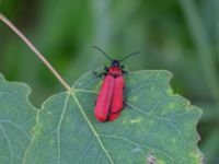 Pyrochroa coccinea Rotorp naturpark, Halmstad, Halland, Sweden 20190606_0077