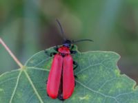 Pyrochroa coccinea Rotorp naturpark, Halmstad, Halland, Sweden 20190606_0079