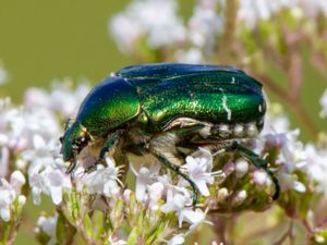 Cetonia aurata - Goldsmith Beetle - Gräsgrön guldbagge