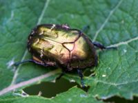 Cetonia aurata Stensoffa, Krankesjön, Lund, Skåne, Sweden 20100726B 104