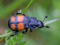 Nicrophorus vespilloides Harsprånget, Stora Lulevatten, Jokkmokk, Lule lappmark, Lappland, Sweden 20150710_0669