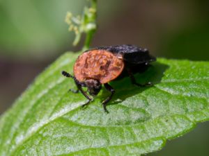 Oiceoptoma thoracicum - Rödsköldad asbagge