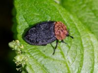 Oiceoptoma thoracicum Byåsabacken, Ramsåsa, Tomelilla, Skåne, Sweden 20170506_0054