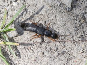 Ocypus brunnipes - Rödbent storkortvinge