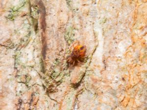 Collembola - Springtails - Hoppstjärtar