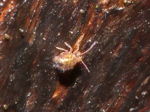 Dicyrtomina saundersi