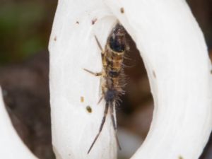 Orchesella flavescens