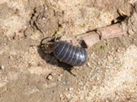 Armadillidium vulgare Grandungen, Toarp, Malmö, Skåne, Sweden 20240708_0069