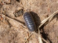 Armadillidium vulgare Grandungen, Toarp, Malmö, Skåne, Sweden 20240708_0072