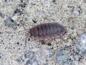 Porcellio scaber - Common Rough Woodlouse - Källargråsugga