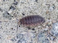 Porcellio scaber Ridhuset, Klagshamns udde, Malmö, Skåne, Sweden 20240706_0657