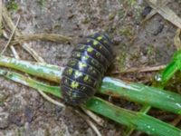 Armadillidium vulgare Ädelgransplanteringen, Toarp, Svedala, Skåne, Sweden 20240622_0038