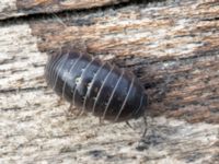 Armadillidium vulgare Badplatsen, Klagshamns udde, Malmö, Skåne, Sweden 20230516_0039