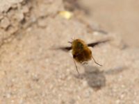 Bombylius major Husie mosse, Malmö, Skåne, Sweden 20150411_0059