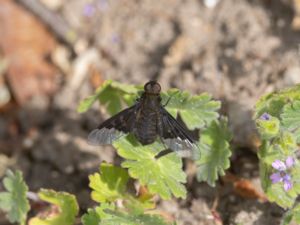 Hemipenthes morio