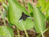 Hemipenthes morio Tveta reningsverk, Mörbylånga, Öland, Sweden 20170525_0450