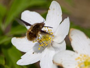 Bombylius major - Greater Bee Fly - Stor svävfluga