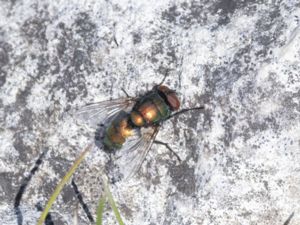 Lucilia sp. - Guldflugor