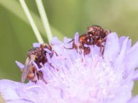 Sicus ferrugineus Lindesnäsdungen, Malmö, Skåne, Sweden 20240615_0018