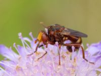 Sicus ferrugineus Vombs vattenverk, Lund, Skåne, Sweden 20100721 301