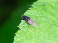 Minettia longipennis Eket, Toarp, Malmö, Skåne, Sweden 20230726_0276