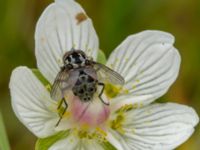 Graphomya maculata Fårarp, Ystad, Skåne, Sweden 20180831_0024