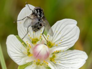 Graphomya maculata