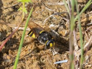 Stratiomys potamida - Banded General - Gulgördlad jättevapenfluga