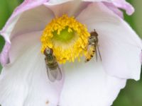 Episyrphus balteatus Lilla kalkbrottet, Klagshamns udde, Malmö, Skåne, Sweden 20240723_0101