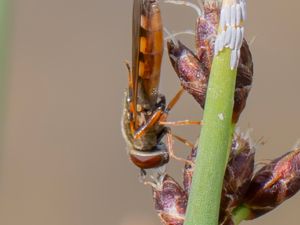 Platycheirus clypeatus - Ängsfotblomfluga