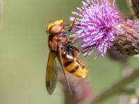 Volucella zonaria Södra stigen, Toarp, Malmö, Skåne, Sweden 20240708_0178