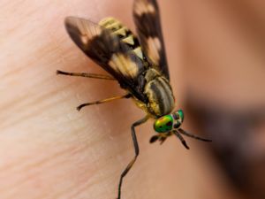 Chrysops relictus - Blindbroms - Twin-lobed Deerfly