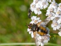 Tachina fera Bökenäs, Immeln, Kristianstad, Skåne, Sweden 20150820_0138