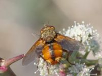 Tachina fera Karadag, Koktebel, Crimea, Russia 20150920_0038