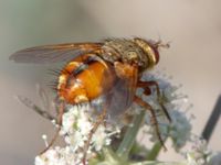 Tachina fera Karadag, Koktebel, Crimea, Russia 20150920_0039