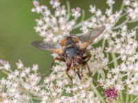 Tachina fera Lilla kalkbrottet, Klagshamns udde, Malmö, Skåne, Sweden 20230814_0077