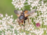 Tachina fera Lilla kalkbrottet, Klagshamns udde, Malmö, Skåne, Sweden 20230814_0078