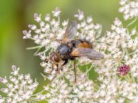 Tachina fera Lilla kalkbrottet, Klagshamns udde, Malmö, Skåne, Sweden 20230814_0079