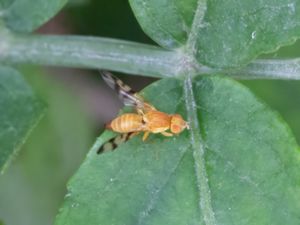 Rhagoletis alternata - Nyponfluga