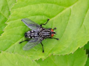 Sarcophagidae - Köttflugor