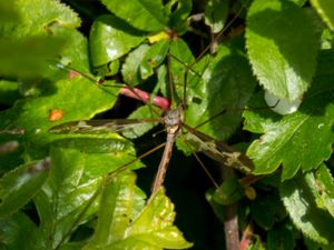 Tipula maxima - Large Crane Fly - Jätteharkrank