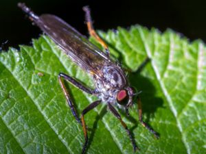 Asilidae - Robber Flies - Rovflugor